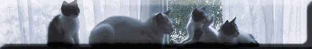 à chacun son chat