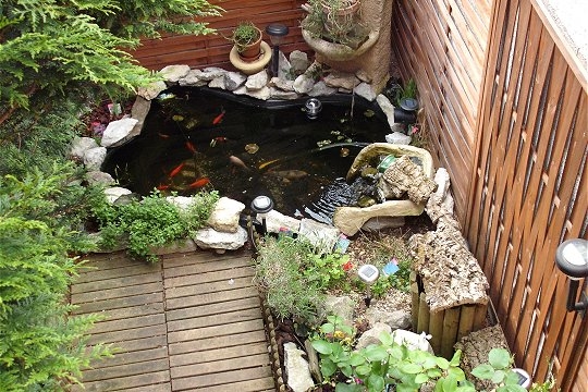 bassin de jardin fleuri