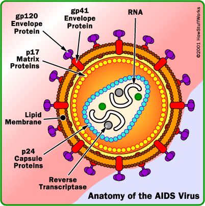 http://i22.servimg.com/u/f22/11/30/56/99/aids-h10.gif