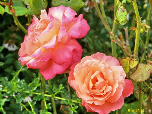 Roses de fin d'été. dans Fleurs et plantes p8151016