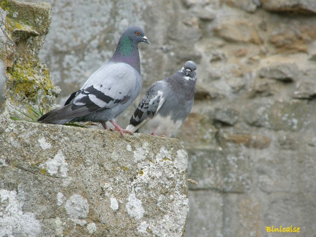 Deux pigeons ..... dans Animaux p8191010
