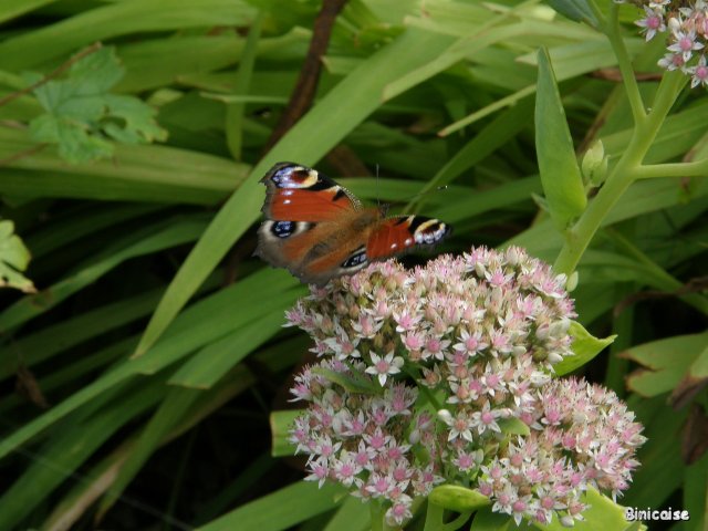 Papillon . dans Animaux p9282110