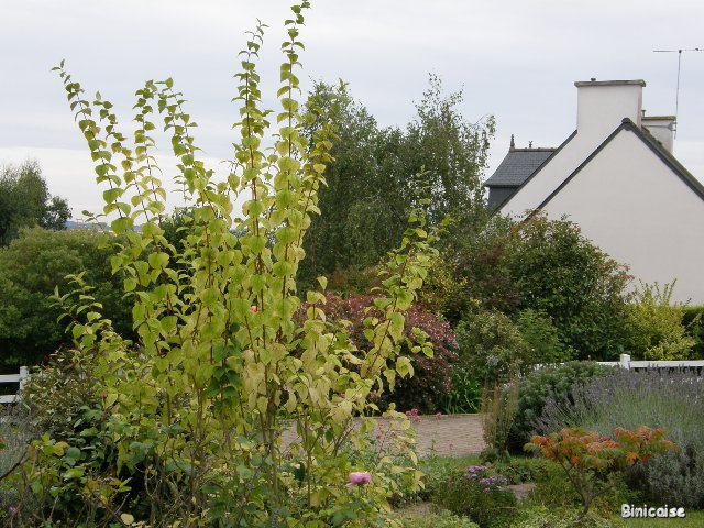 Automne dans le jardin. dans Jardins et maisons p9302110