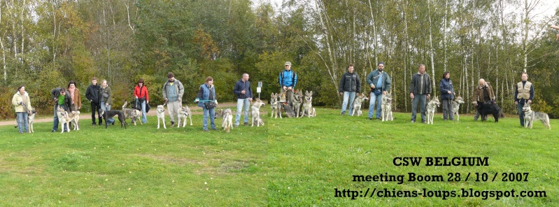 meeting du club belge des chiens-loups de tchecoslovaquie