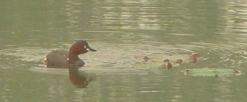 Grebe castagneux