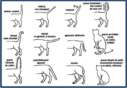 Quel risque de tirer un chat par la queue ?