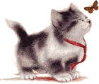 Chaton curieux Chaton curieux
