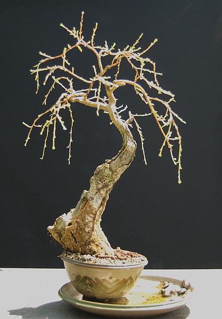 salix bonsai