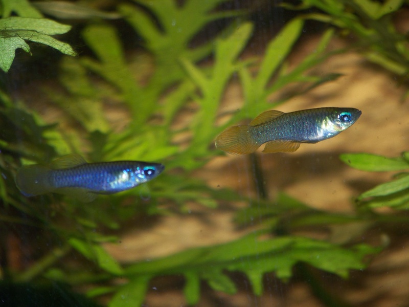 blue lamp eye tetra