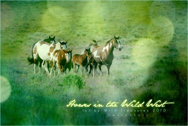 Horses in the Wild West