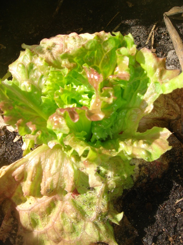 salade12.jpg