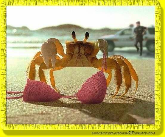 crabe_10.jpg