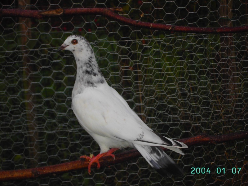 pigeon12.jpg