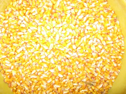 corn10.jpg