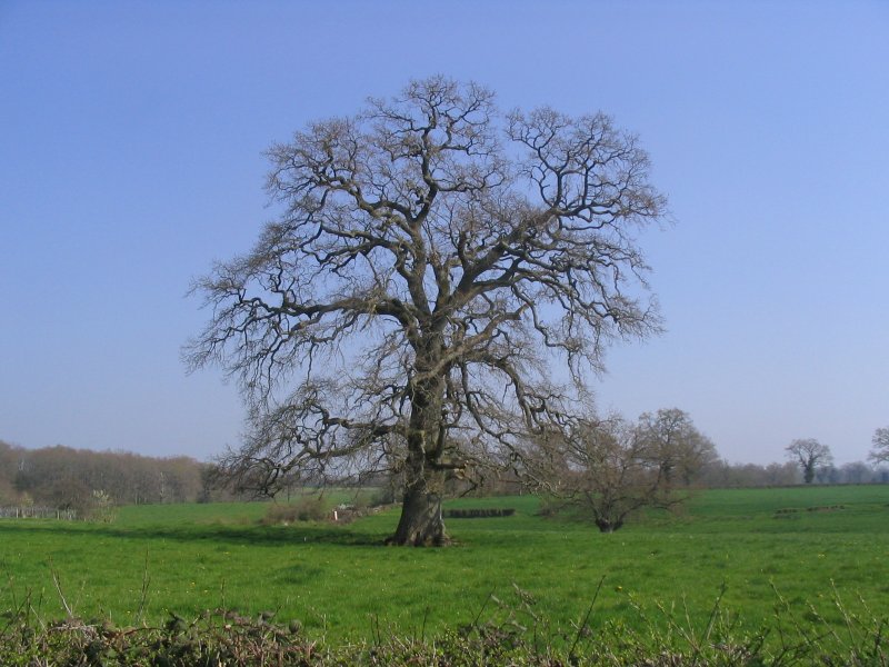 arbre10.jpg