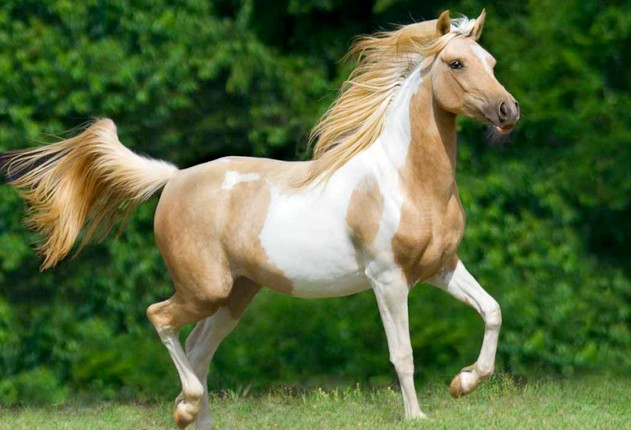 Arabian Paint Horse femelle ; Give Up.