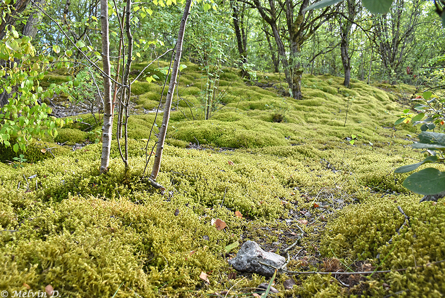 Image hébergée par servimg.com
