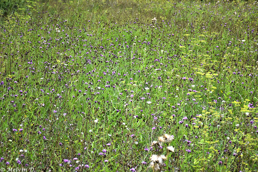 Image hébergée par servimg.com